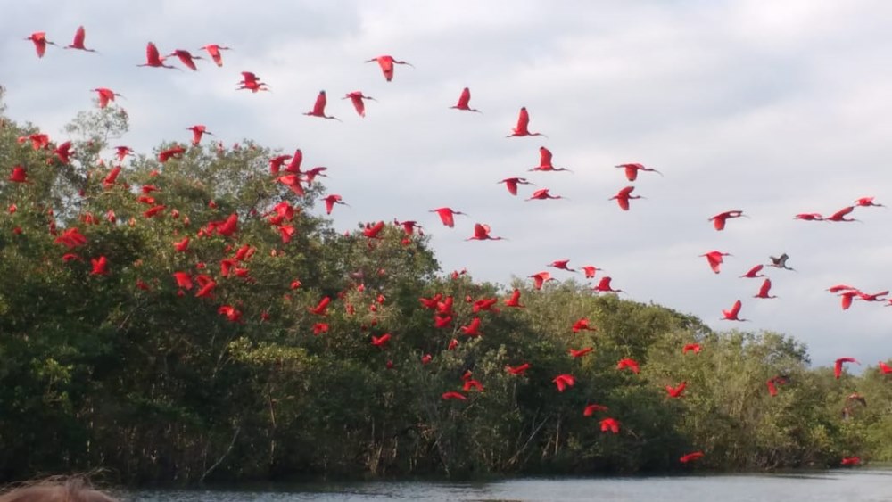 Canoagem Ecológica no Manguezal - Cubatão SP