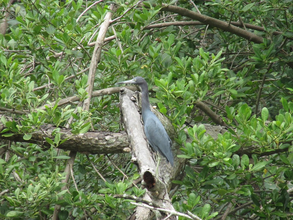 Canoagem Ecológica no Manguezal - Cubatão SP