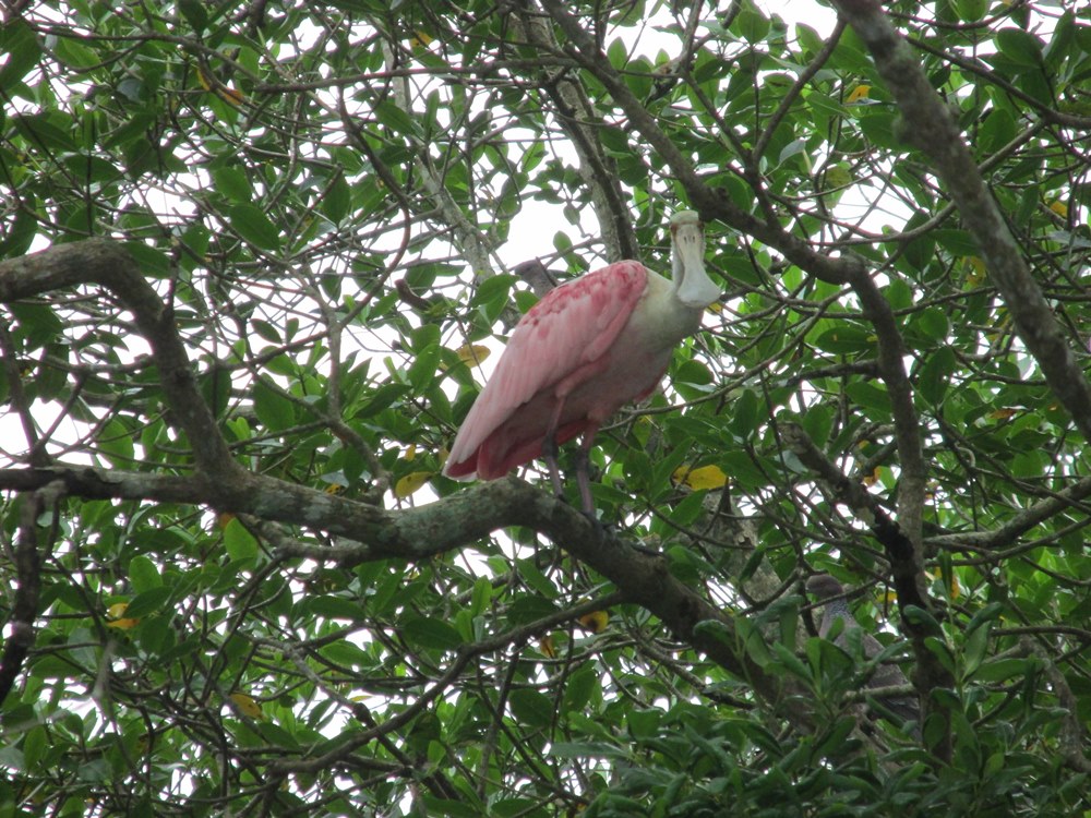 Canoagem Ecológica no Manguezal - Cubatão SP